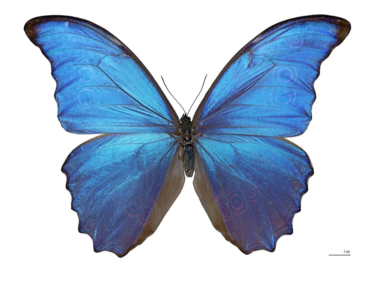 Blue Morpho specimen showing iridescent upper wings