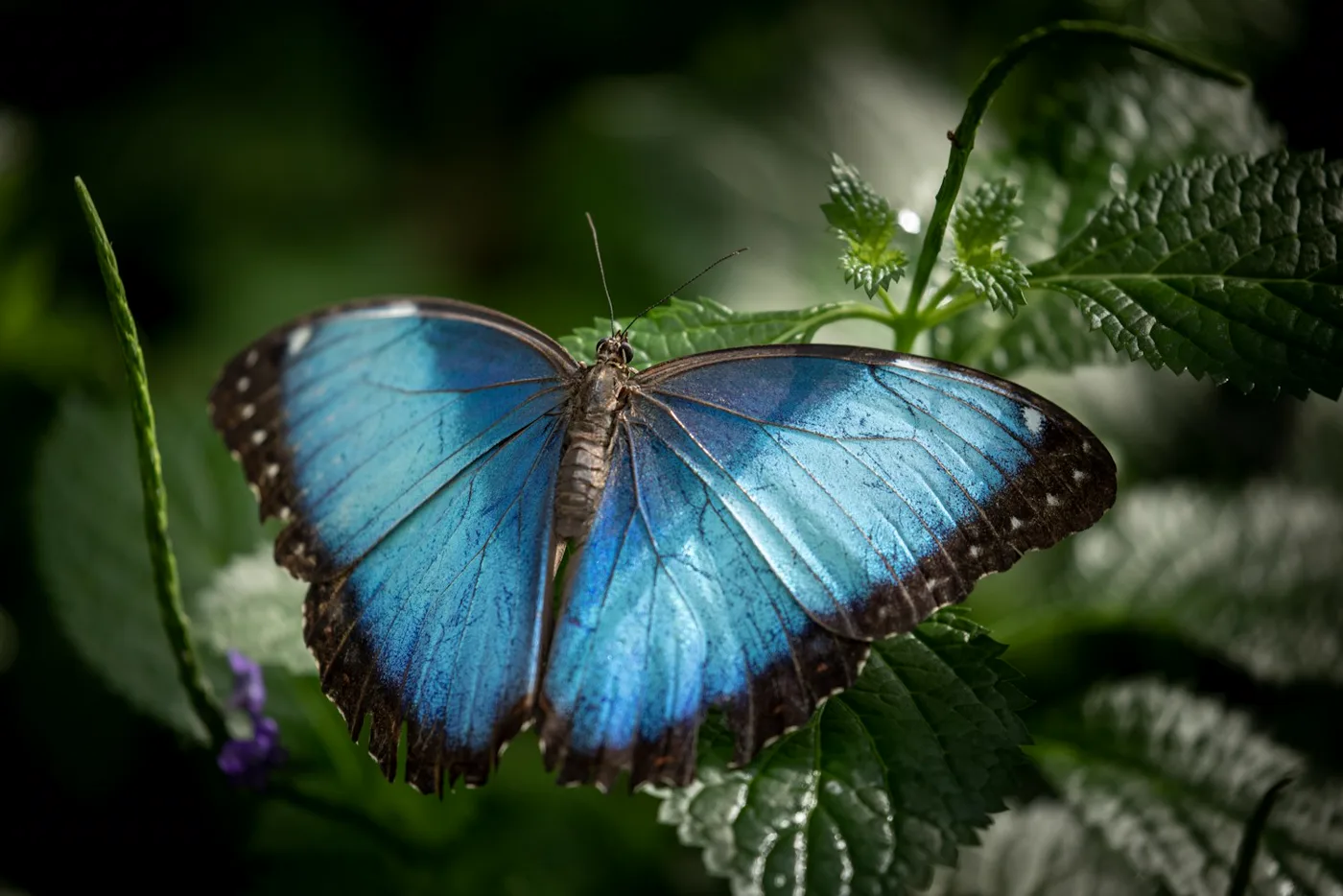 Iridescent blue butterfly resting among tropical leaves