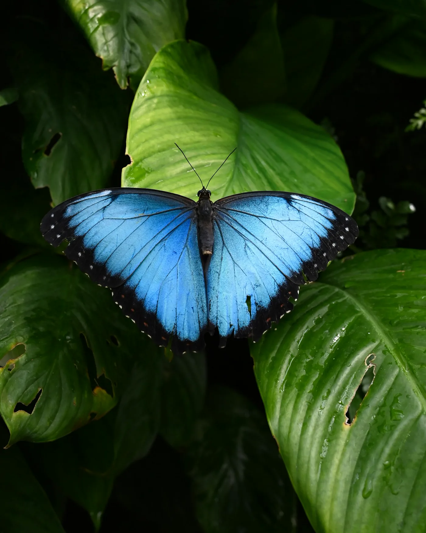 Large tropical blue butterfly representing a birdwing