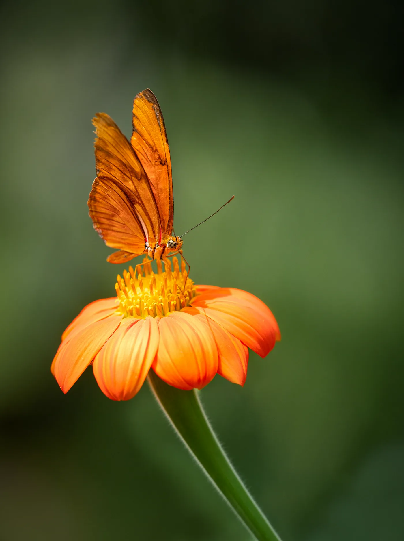 Orange monarch-like butterfly feeding on a flower