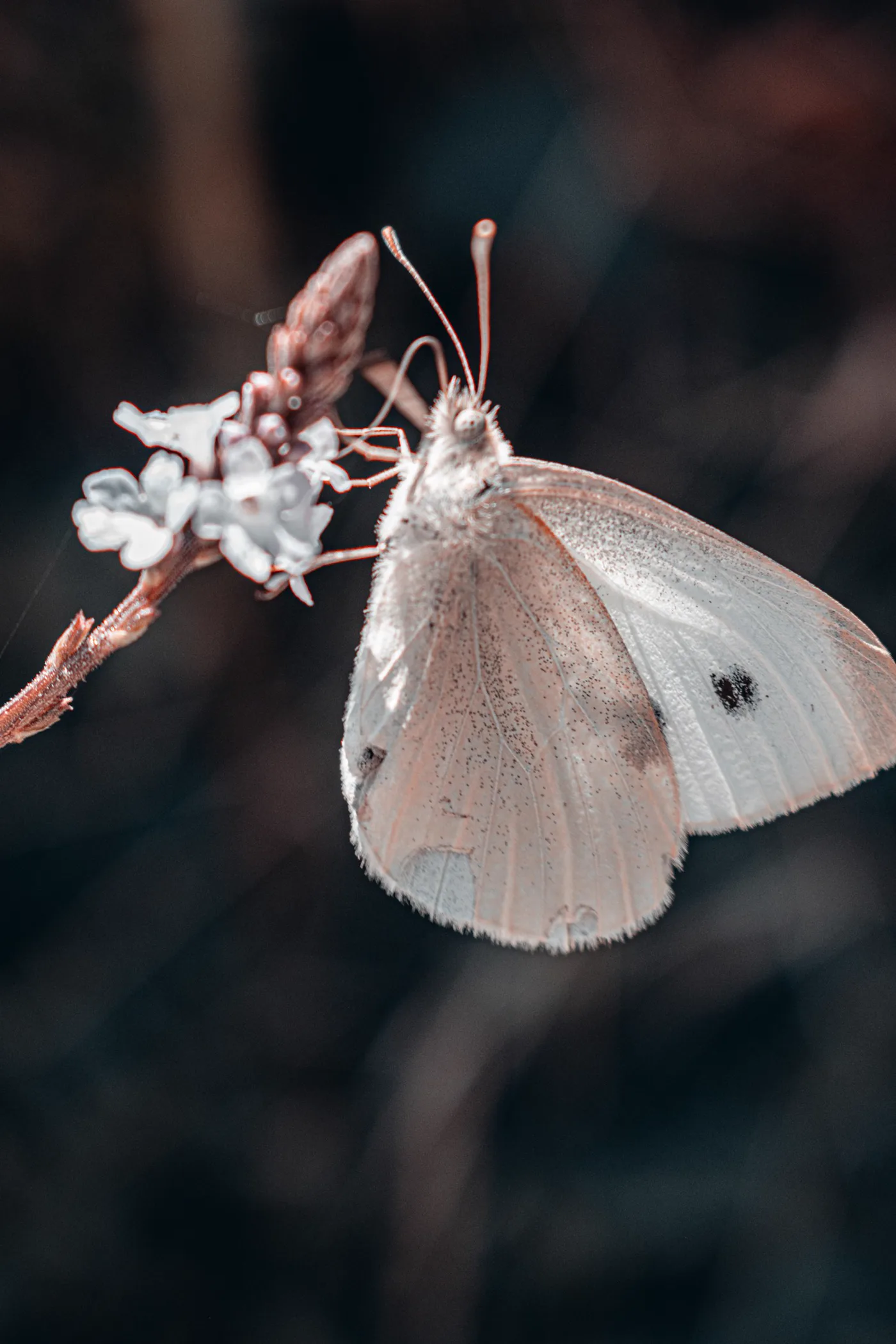 Pale butterfly evoking the transparent Glasswing