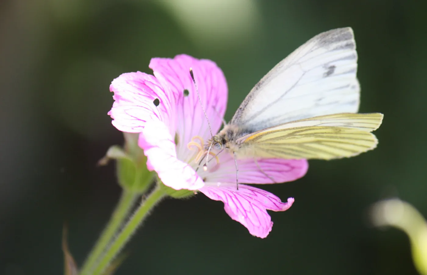 Pale butterfly visiting a flowering garden