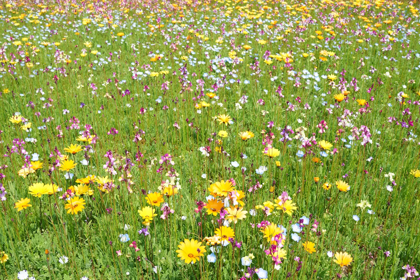 Sunlit wildflower meadow
