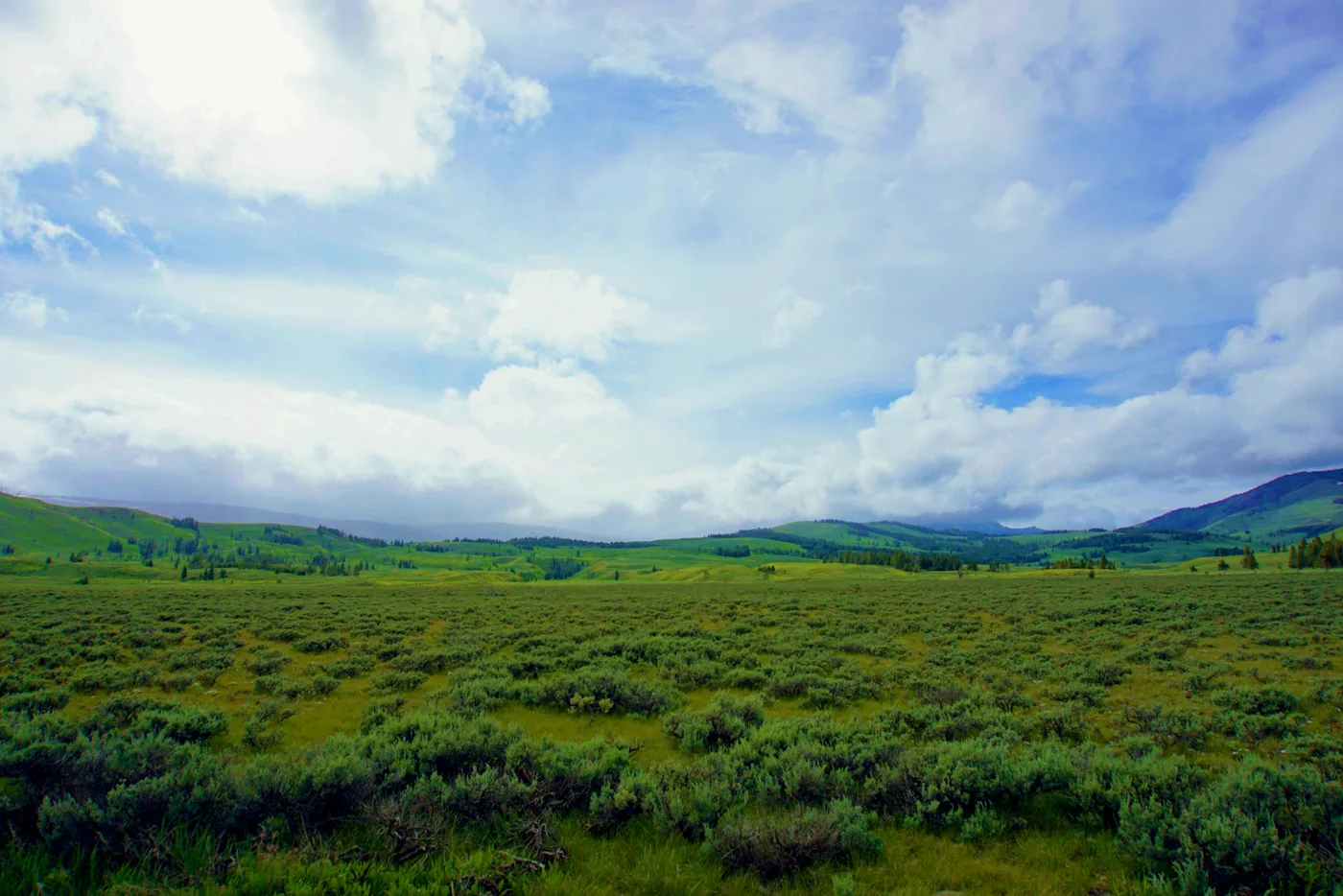 Open alpine meadow landscape