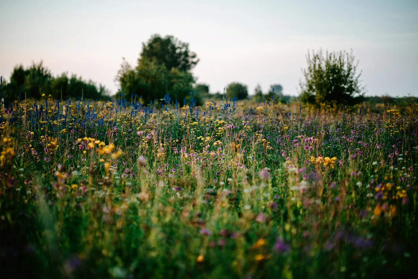 Moist grassland and wetland flowers