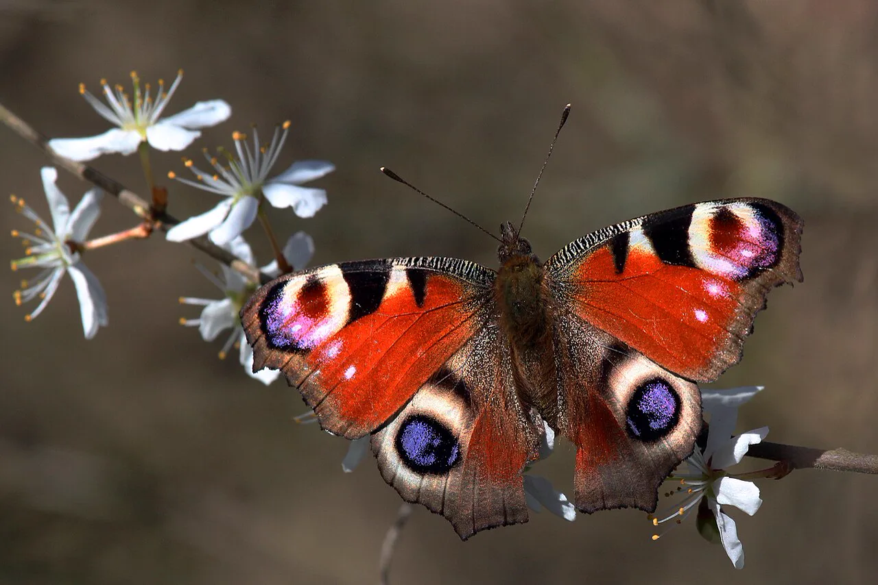 European Peacock butterfly displaying eyespots