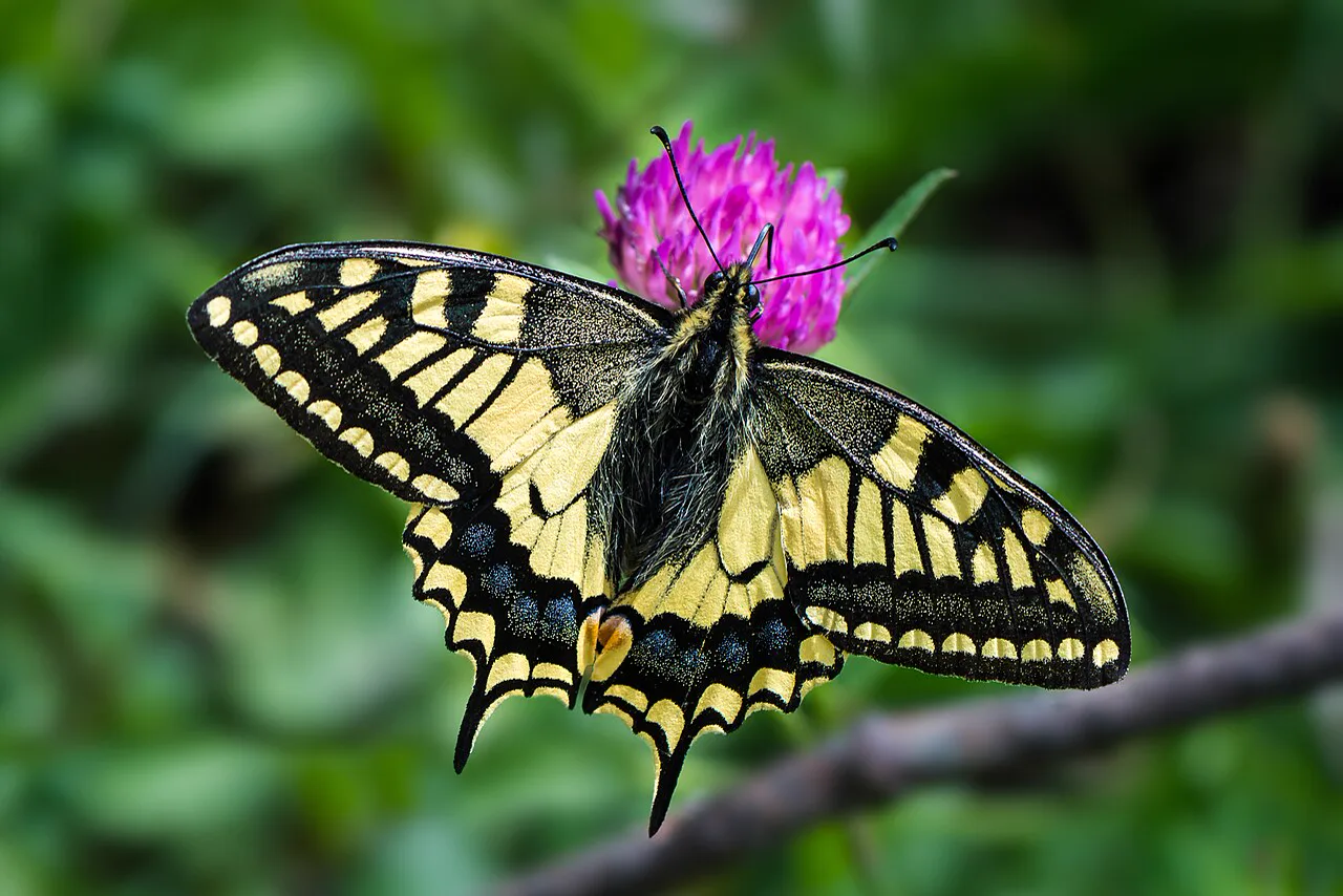 Old World Swallowtail on purple flowers